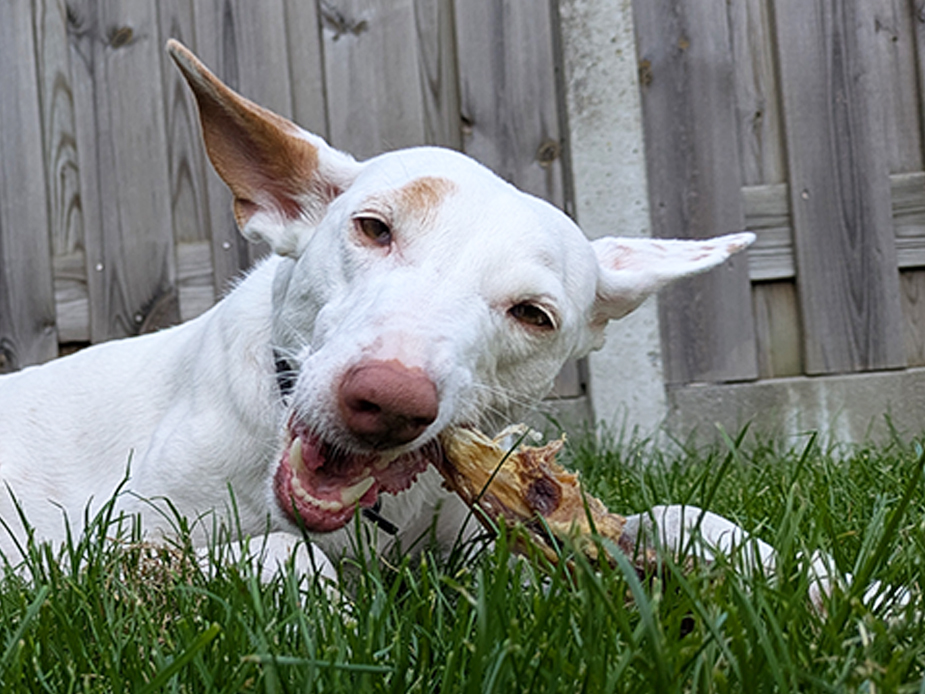 podenco in afwachting van een kluifje